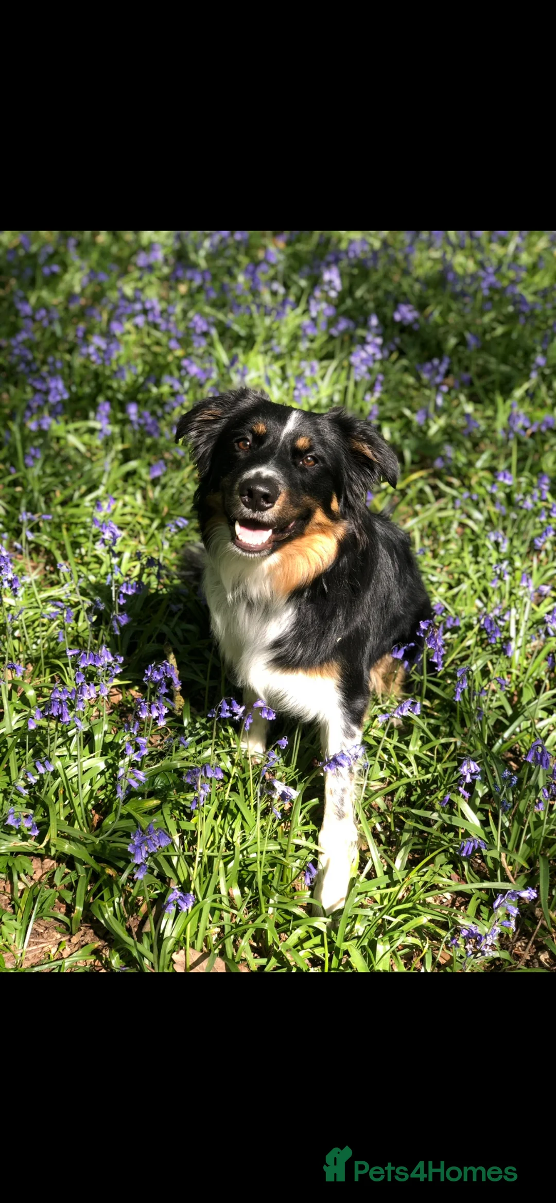 Border Collie dogs for stud: Proven Tri Colour Border Collie Stud in Dunmow - Advert 1