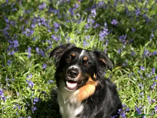 Border Collie dogs Proven Tri Colour Border Collie Stud - Advert 2