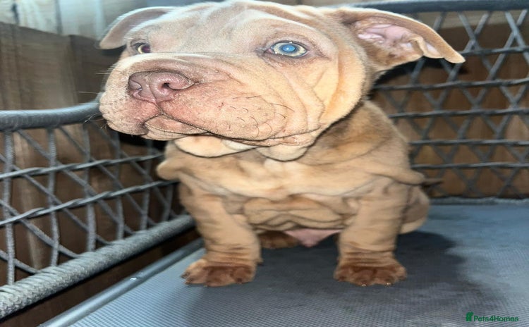 Mixed Breed dogs British bulldog cross chowpei puppies - Advert 1