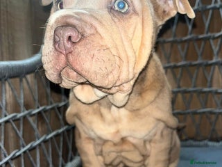 Mixed Breed dogs British bulldog cross chowpei puppies - Advert 2