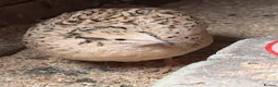 Quail poultry for sale: 14 Coturnix Quail for sale - Advert 6