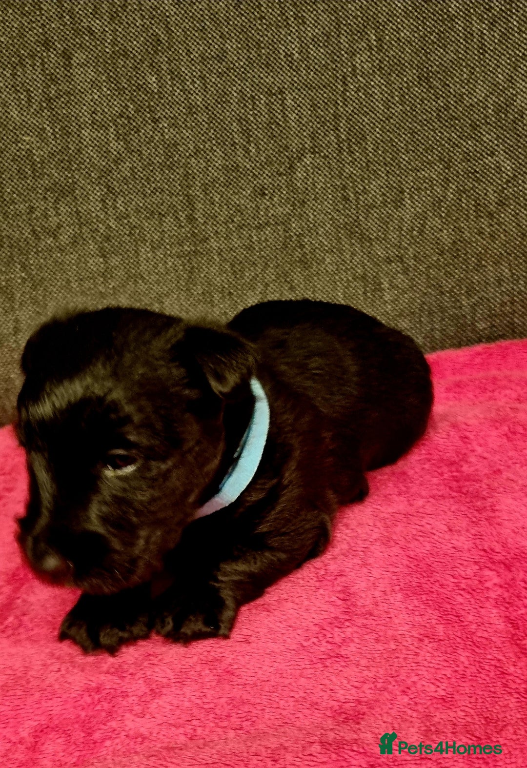 Scottish Terrier dogs for sale: puppies for sale - Advert 6
