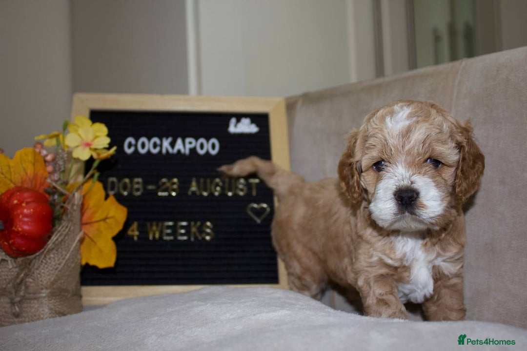Cockapoo dogs for sale: Unique F1 Cockapoo Puppies - Image 8