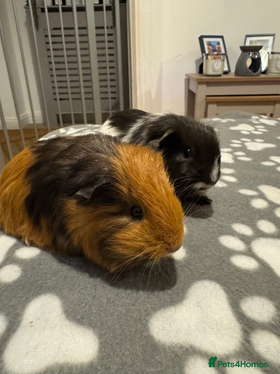 Guinea Pig rodents for sale: 2 female baby guinea pigs  - Advert 5