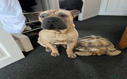 Tortoise reptiles for sale: Two leopards and 1 large Sulcata tortoise  - Image 8