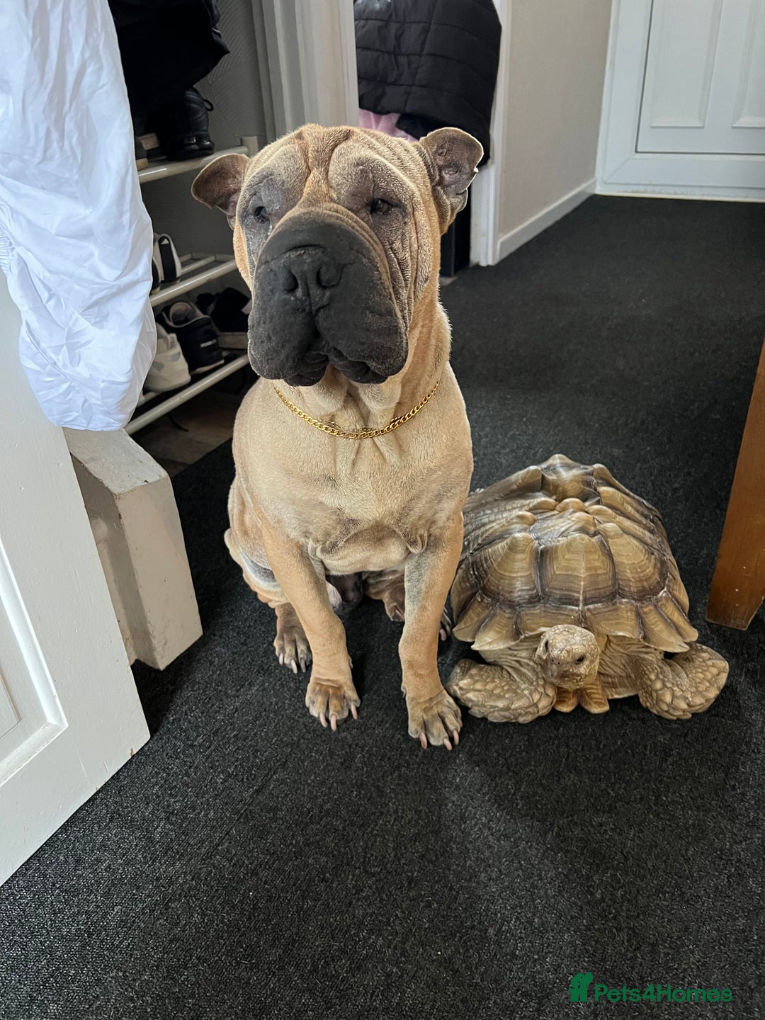 Tortoise reptiles for sale: Two leopards and 1 large Sulcata tortoise  - Image 8