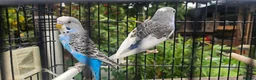 Budgerigars birds for sale: Baby budgies for sale  in Waltham Abbey - Advert 31