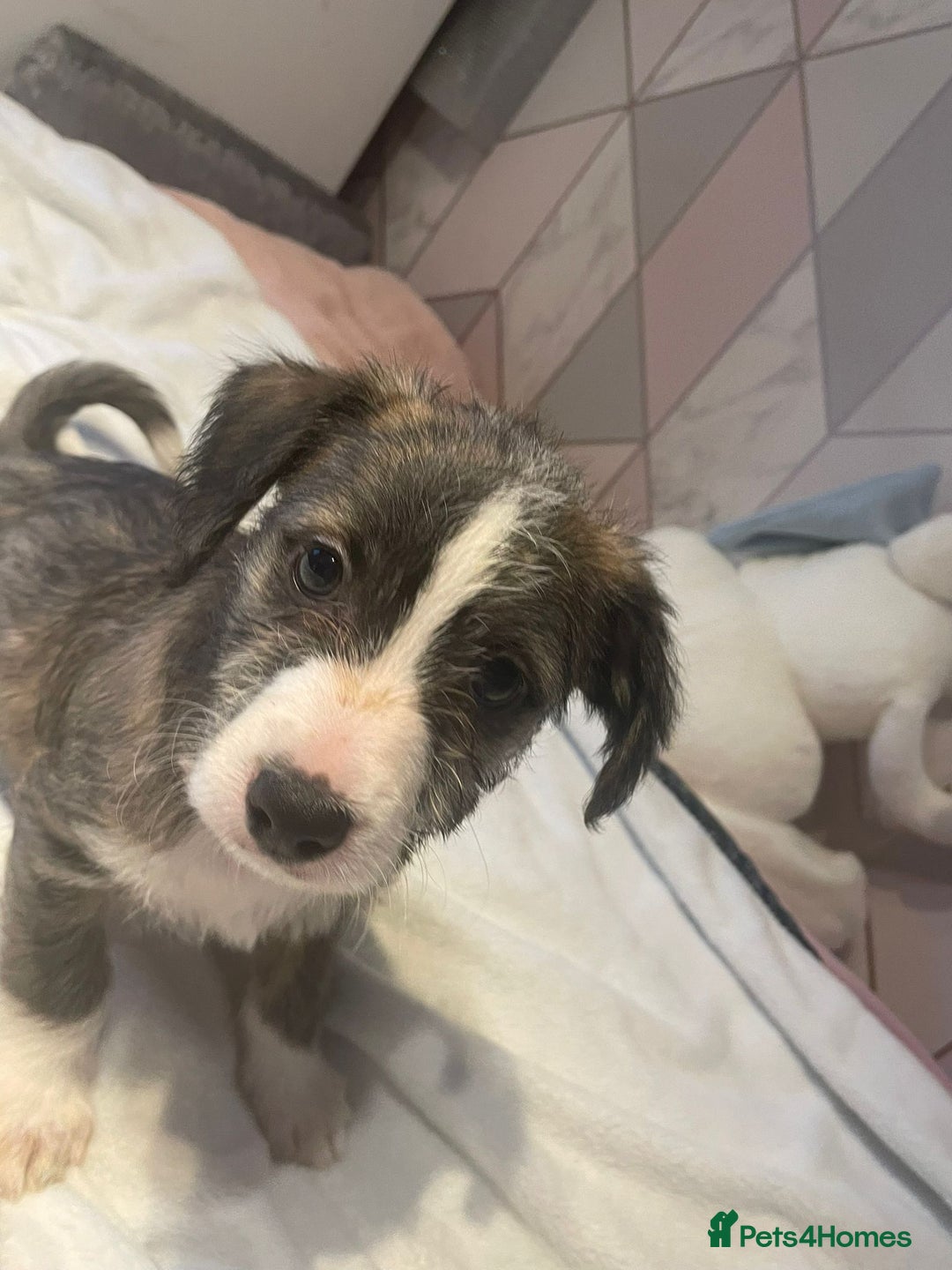 Mixed Breed dogs for sale: Italian Tzu puppies - Advert 10