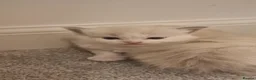 Ragdoll cats for sale: Pure ragdoll kittens looking for a new home - Advert 10