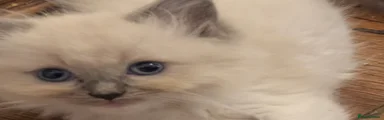 Ragdoll 5