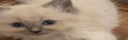 Ragdoll cats for sale: Stunning ragdoll kittens READY NOW - Advert 19