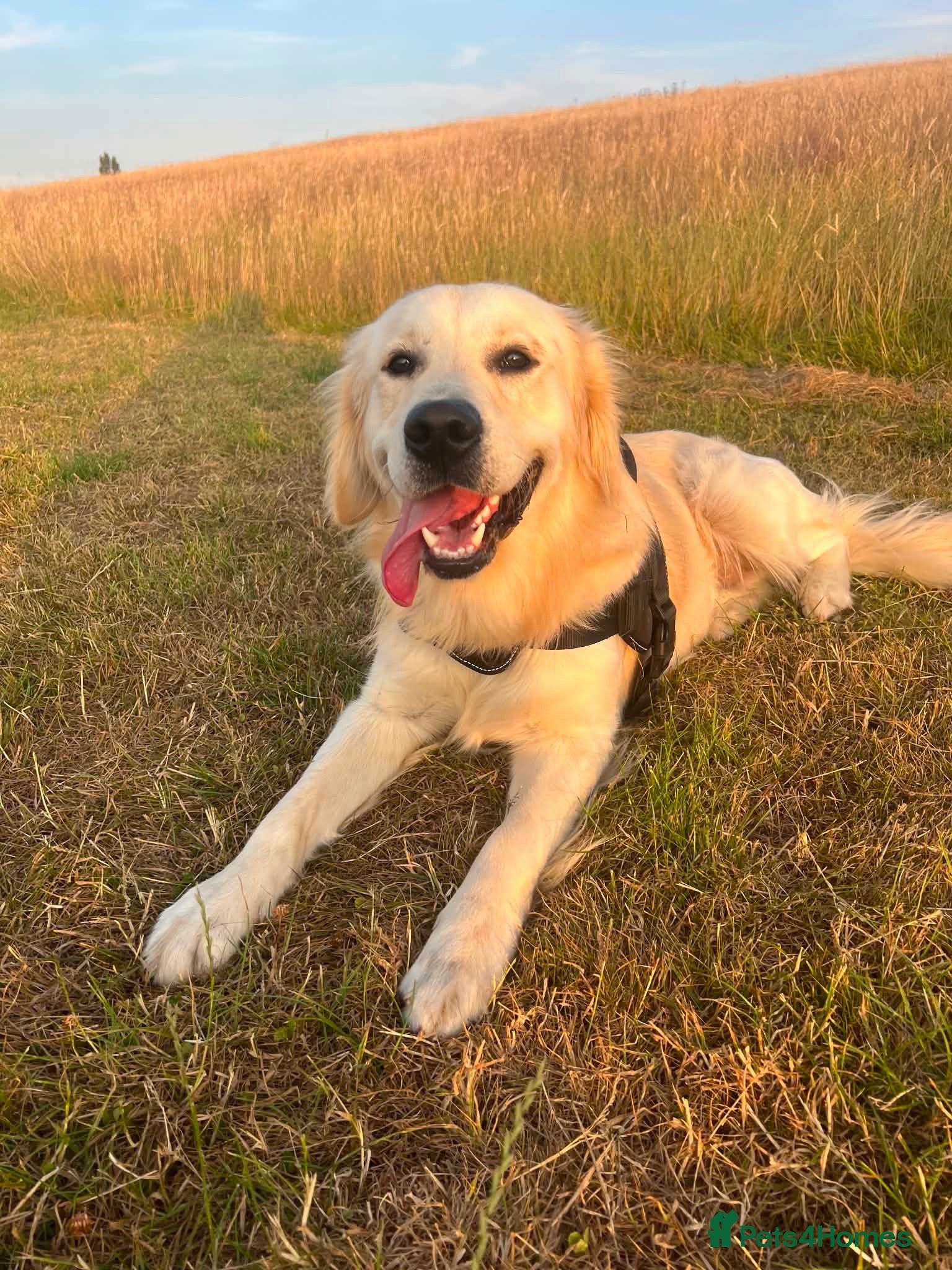 Golden Retriever dogs KC Registered Golden Retriever For Stud - Advert 10