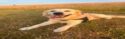 Golden Retriever dogs for stud: KC Registered Golden Retriever For Stud - Advert 4