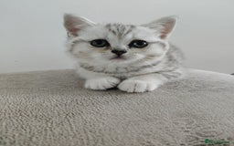 Scottish Fold cats for sale: Beautiful Scottish fold kittens  - Image 5