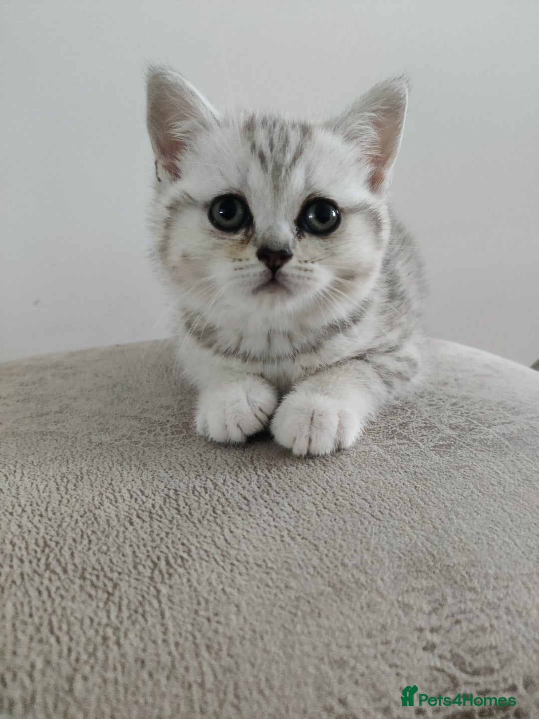 Scottish Fold cats for sale: Beautiful Scottish fold kittens  - Image 5