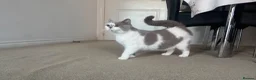 British Shorthair cats for sale: Beautiful bicolor female and male kitten  - Advert 13