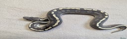 Python Snake reptiles for sale: 2025 Royal Python Hatchlings  - Advert 1