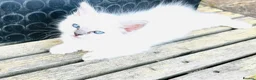Ragdoll cats for sale: GCCF BEAUTIFUL RAGDOLL KITTENS  - Advert 7