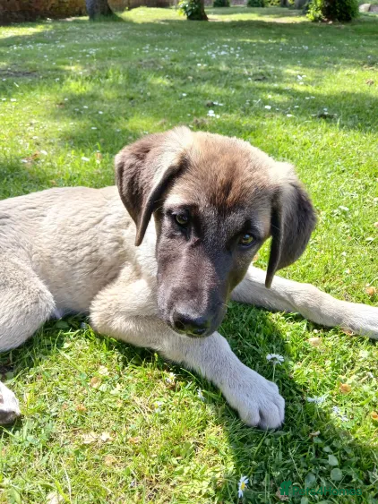 Turkish Kangal dogs TURKISH KANGAL PUPPIES! - Advert 1