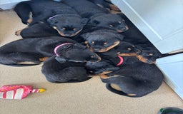 Rottweiler dogs for sale: Rottweiler puppy female  - Image 7