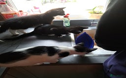 Mixed Breed cats for sale: 3 Beautiful kittens for sale  - Image 4