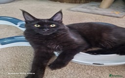 Maine Coon cats for sale: Studing solid black females🎀🐈‍⬛ - Image 9