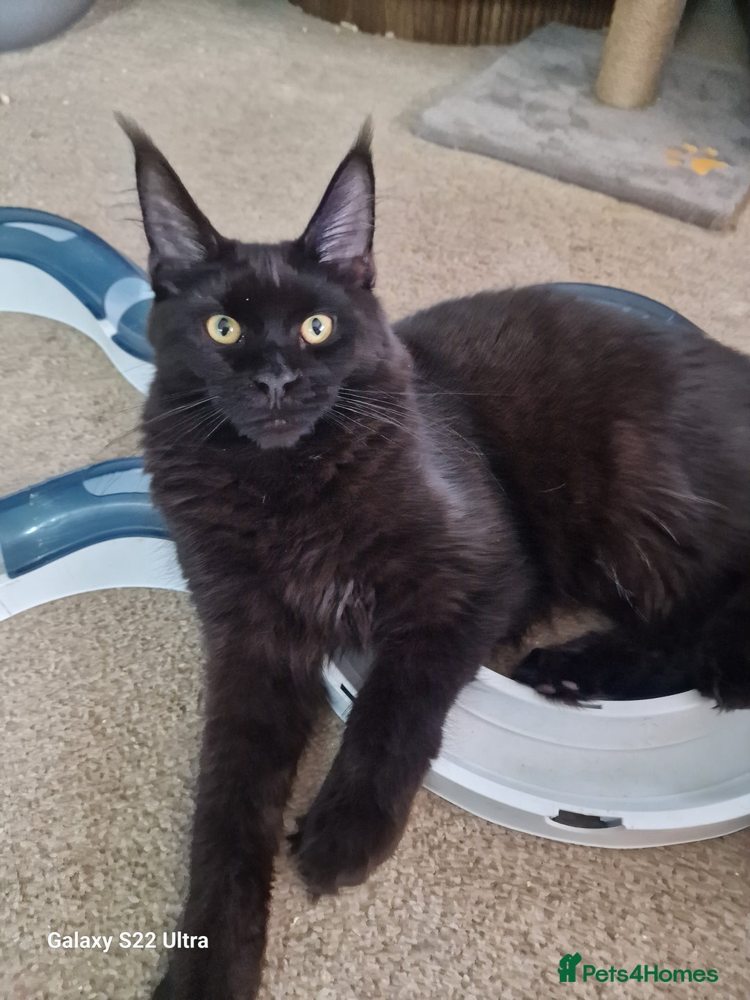 Maine Coon cats for sale: Studing solid black females🎀🐈‍⬛ - Image 9