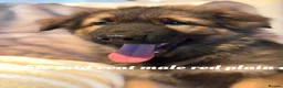 German Shepherd dogs for sale: GLENCONNER GERMAN SHEPHERDS  - Advert 16