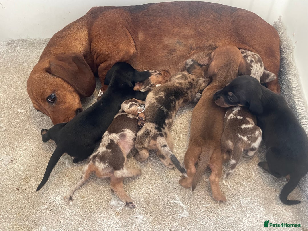 Miniature Dachshund dogs for sale: Stunning miniature type Dachunds  - Image 1