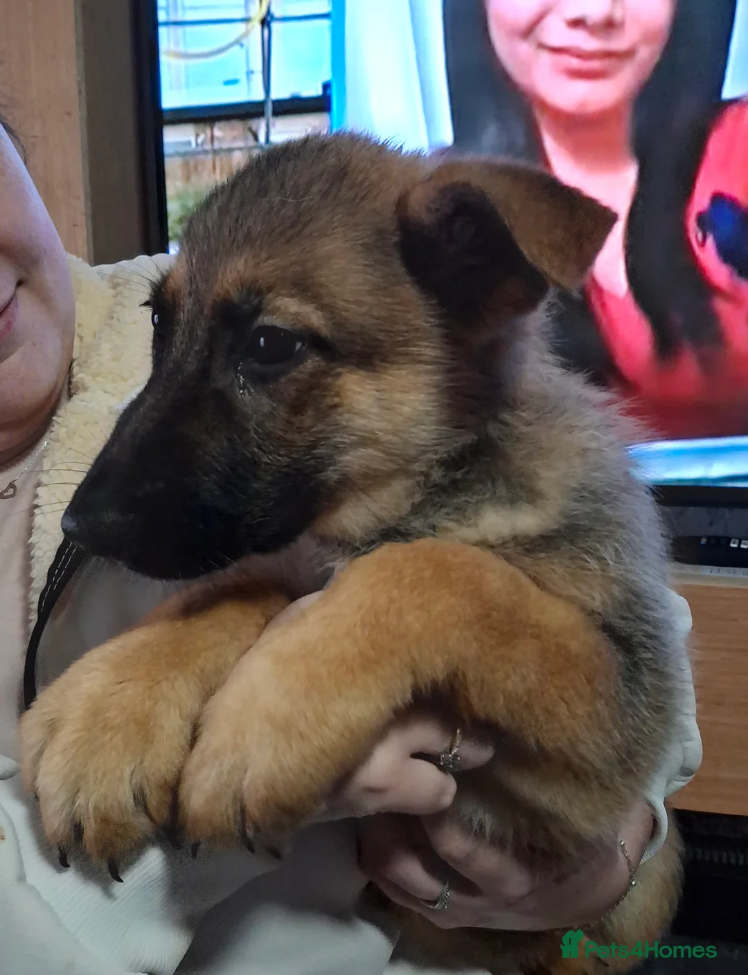 German Shepherd dogs for sale: Chunky German Shepherd puppy - Advert 1
