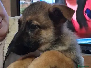 German Shepherd dogs Chunky German Shepherd puppy - Advert 1