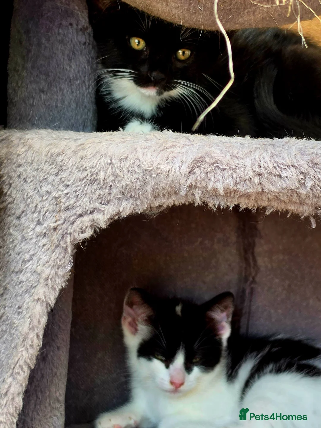 Mixed Breed cats for sale: A girl and a boy are looking new loving homes🥰🫢 - Advert 1