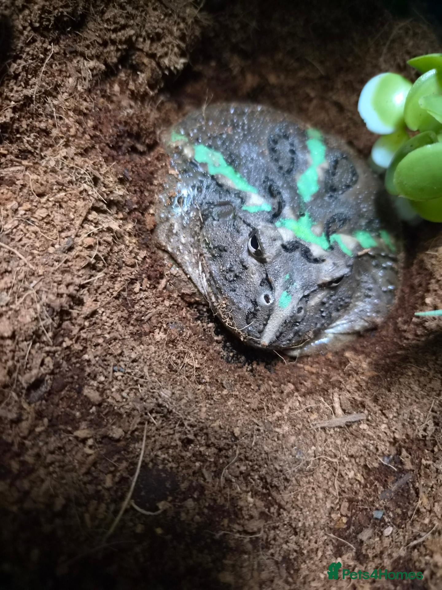 Frog reptiles Pacman frog and full set up - Advert 2