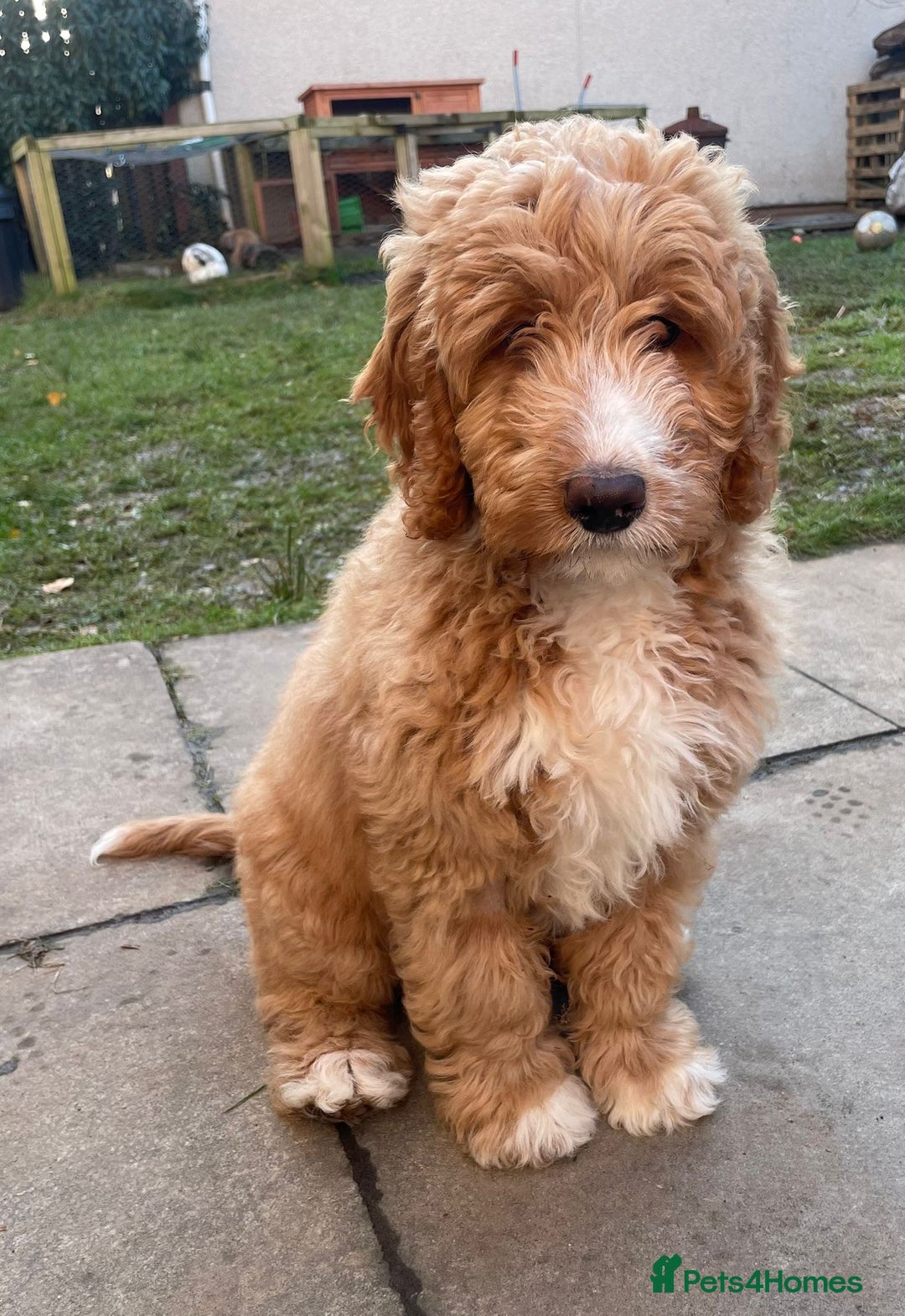 Australian Labradoodle dogs for sale: Australian Labradoodle Pups - Advert 7