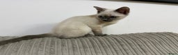 Ragdoll cats for sale: A very special little boy! - Advert 6
