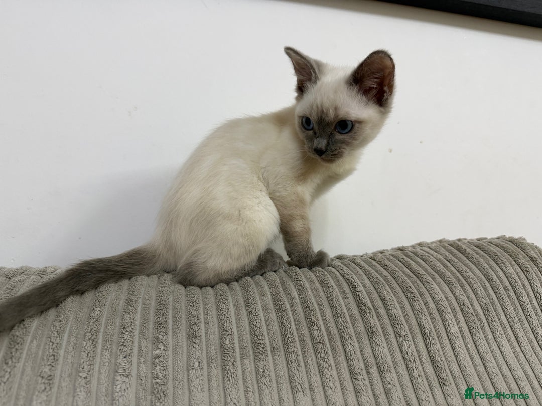 Ragdoll cats for sale: A very special little boy! - Advert 6
