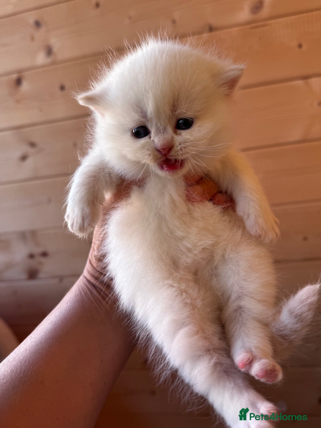 British Longhair cats for sale: Adorable Pure White Blue-Eyed British Kittens - Image 15