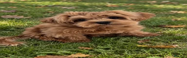 Maltipoo 2