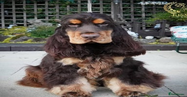 Cocker Spaniel dogs - Advert 3