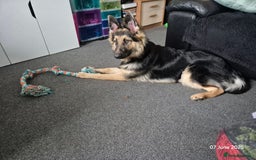 German Shepherd dogs for sale: German shepherd - Image 5