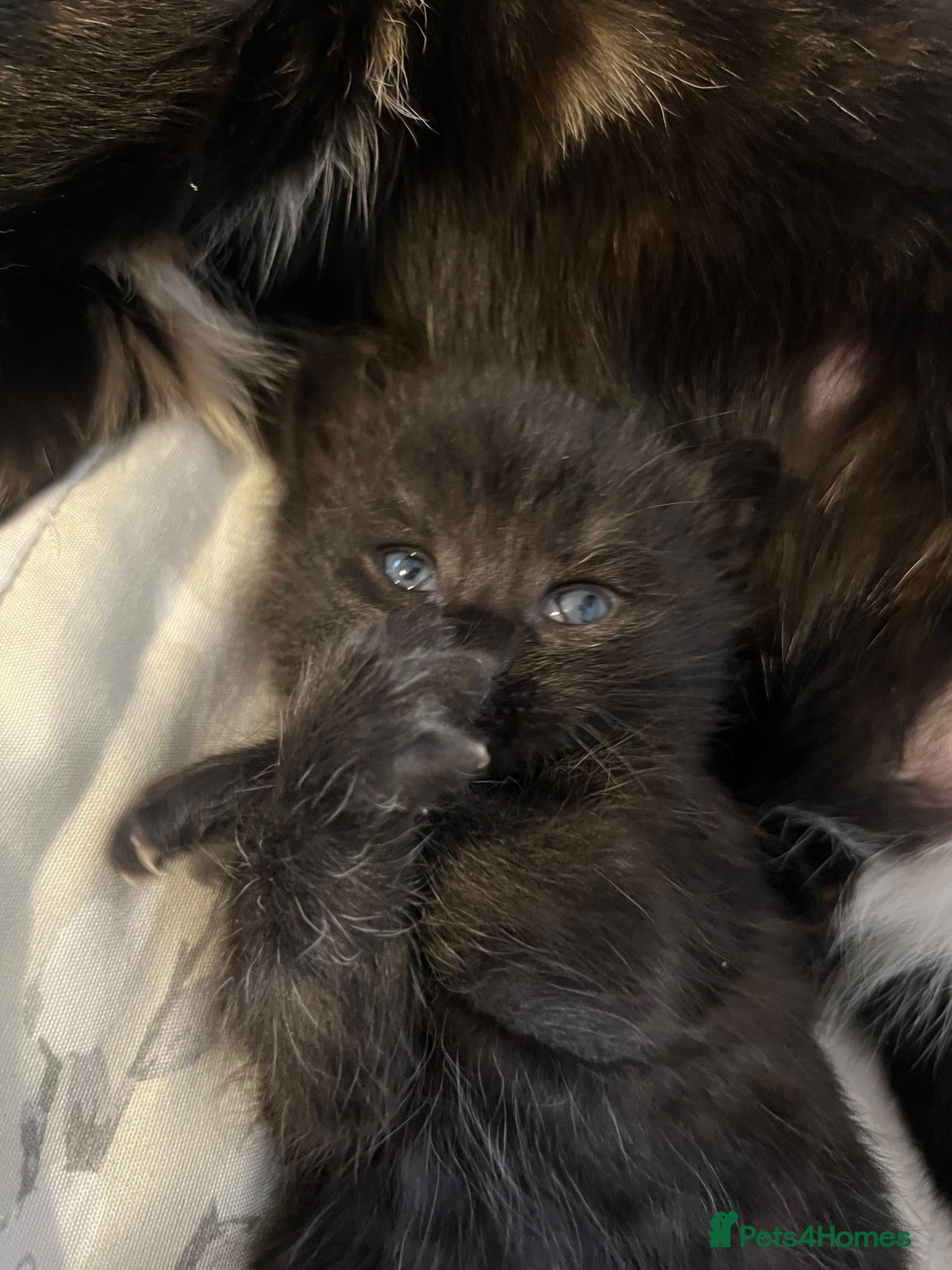 Mixed Breed cats Kitten  - Advert 20