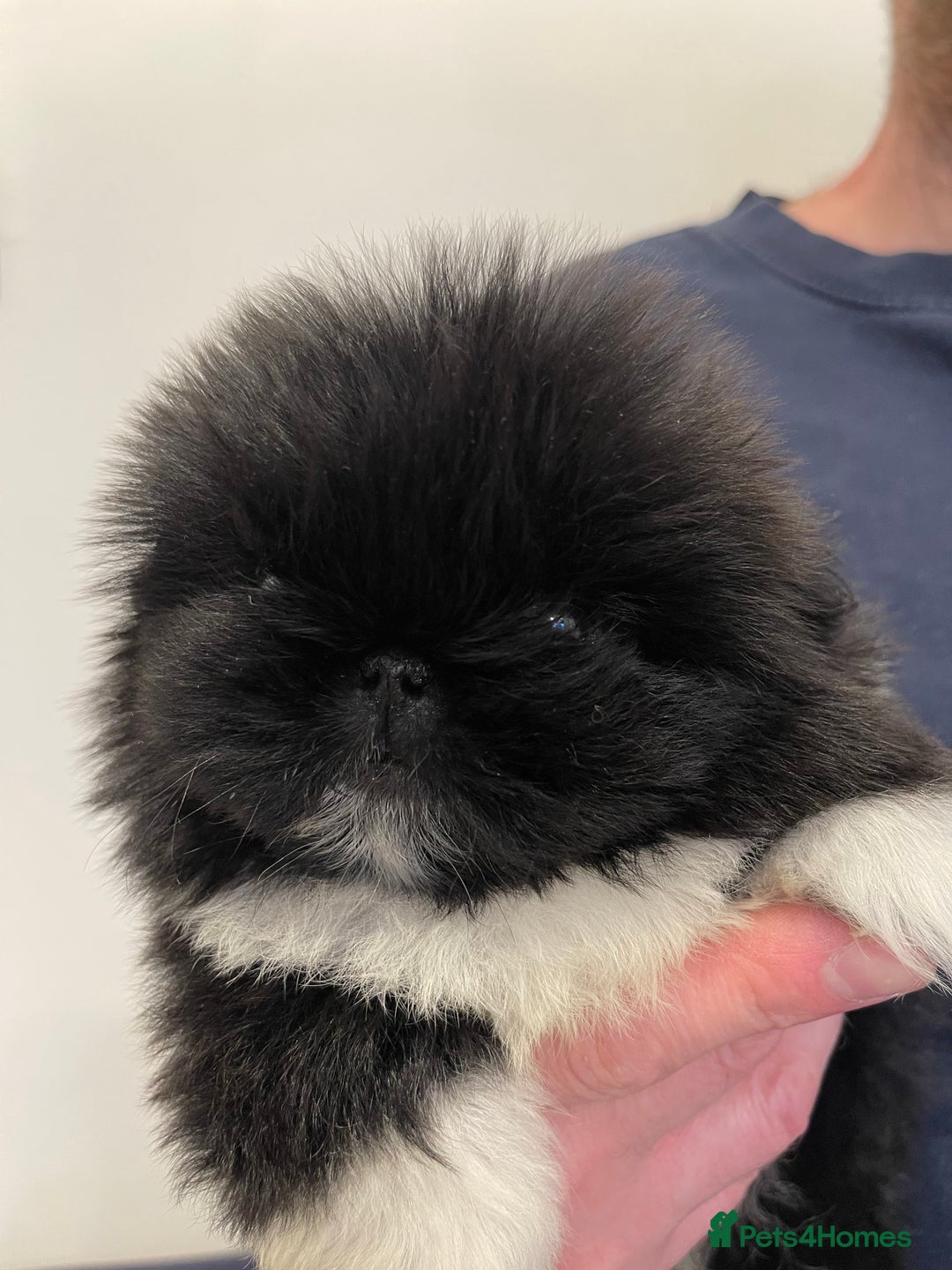 Pekingese dogs for sale: Gorgeous KC registered Pekingese Puppies  - Advert 5