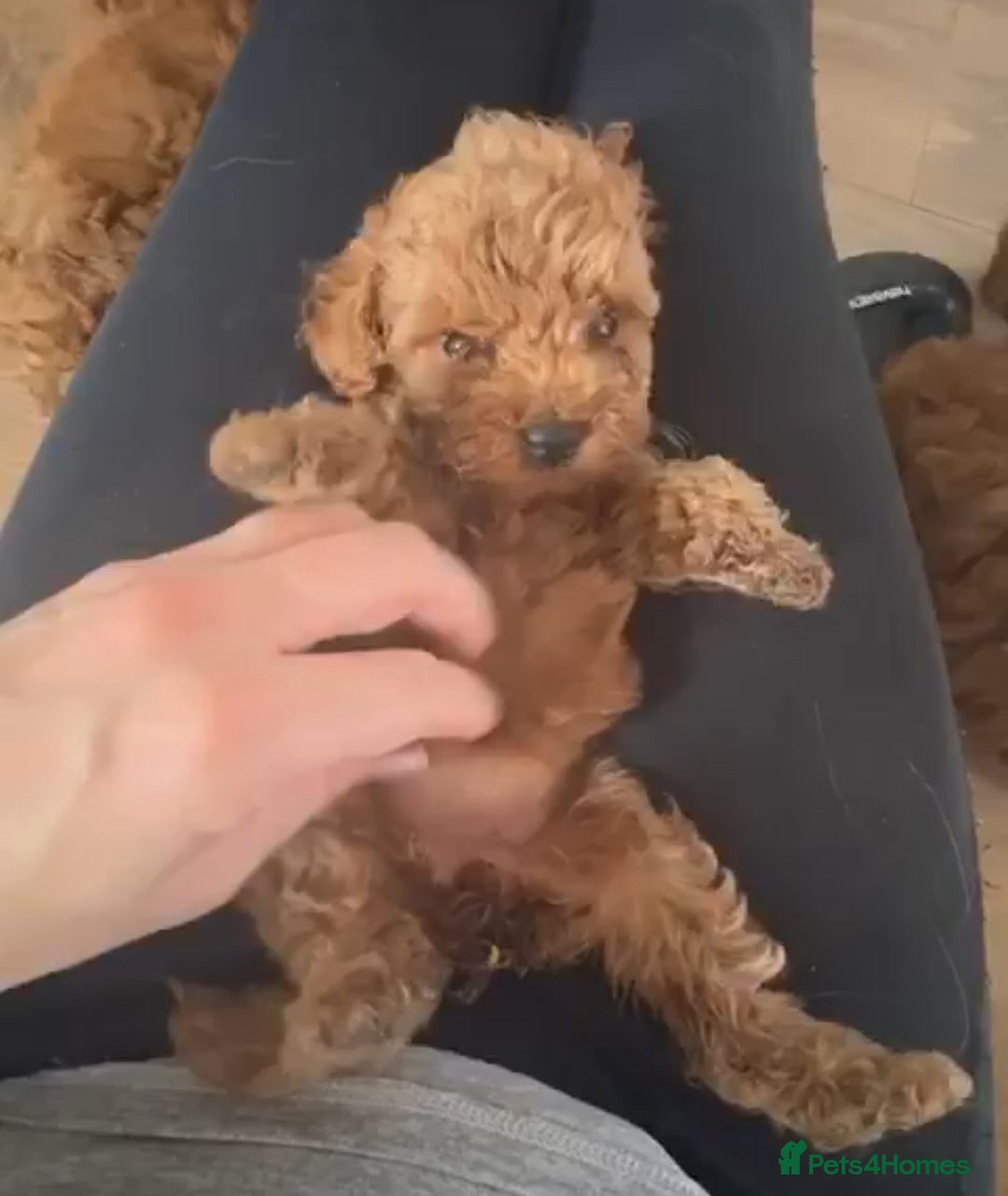Maltipoo dogs for sale: Red teeny tiny maltipoo puppy - Advert 3