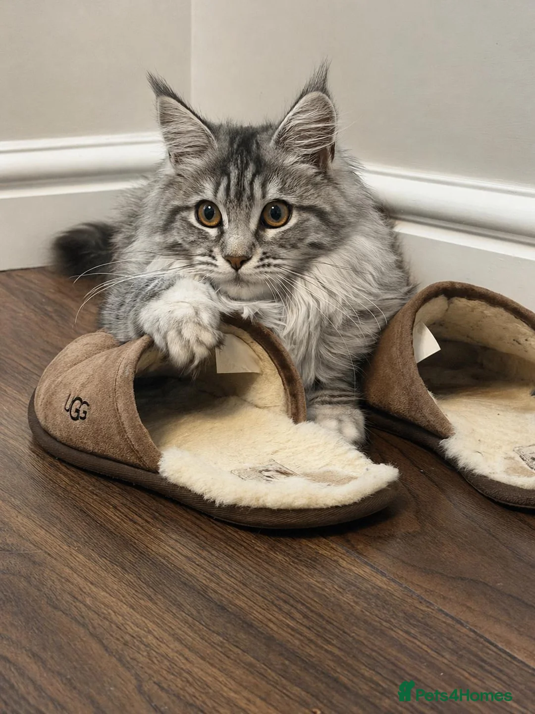 Maine Coon cats for sale: STUNNING MAINE COON AVAILABLE - Advert 1
