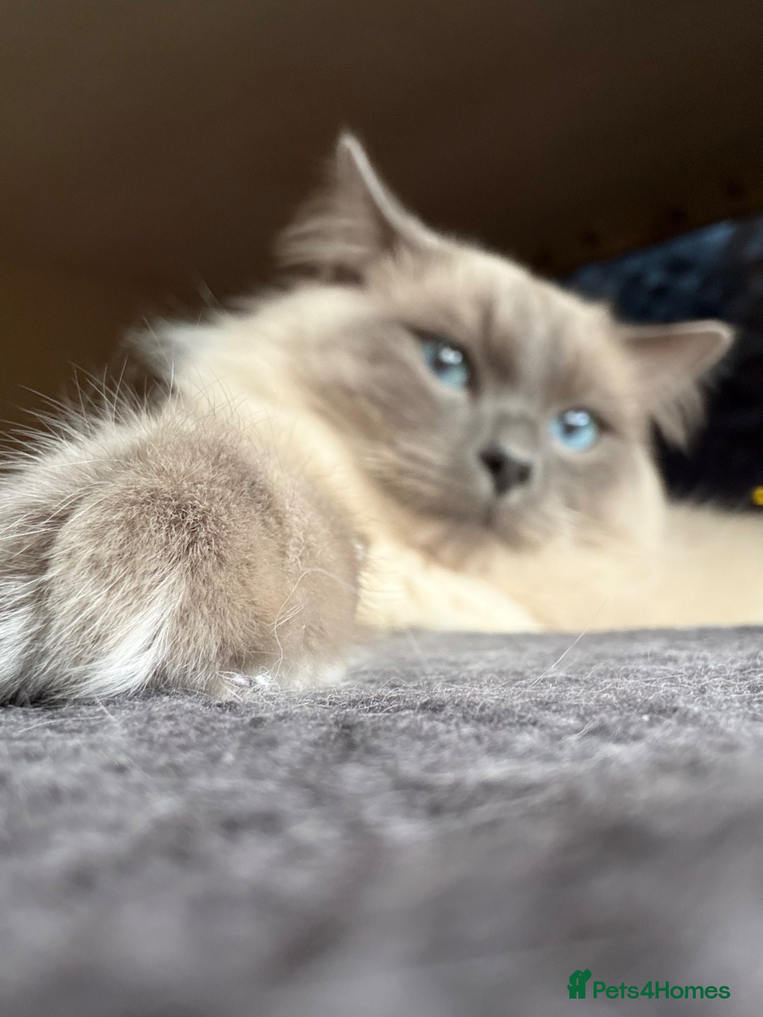 Ragdoll cats for sale: Loki  in Blackburn - Advert 4