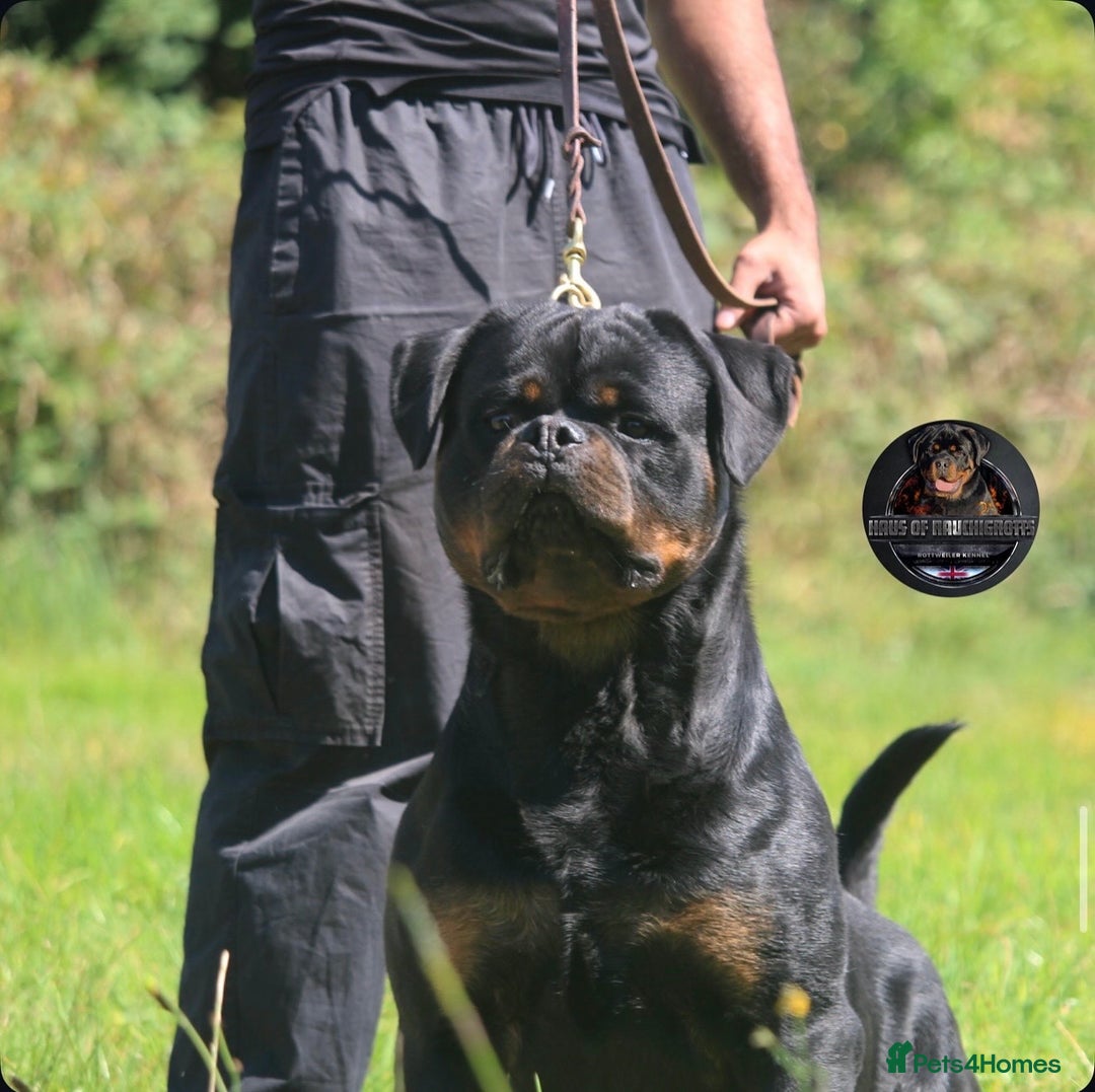 Rottweiler dogs for sale: Top Kc Registered Rottweiler Female Puppies - Advert 6