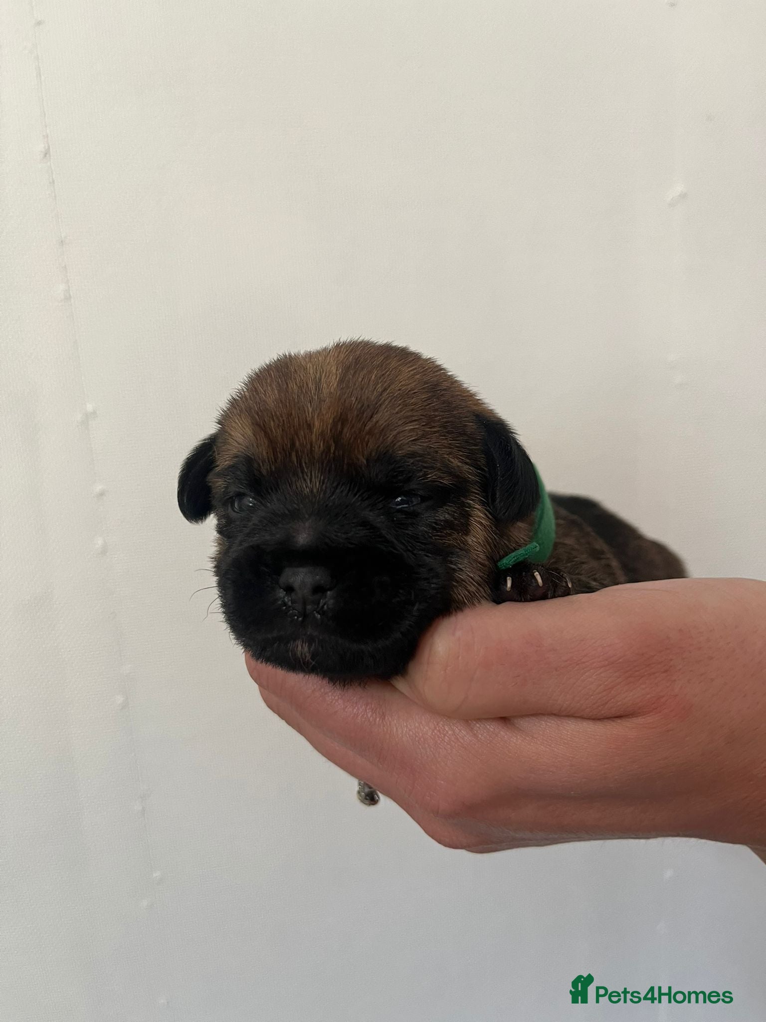 Border Terrier dogs for sale: Pedigree Border Terrier Puppies - Advert 19