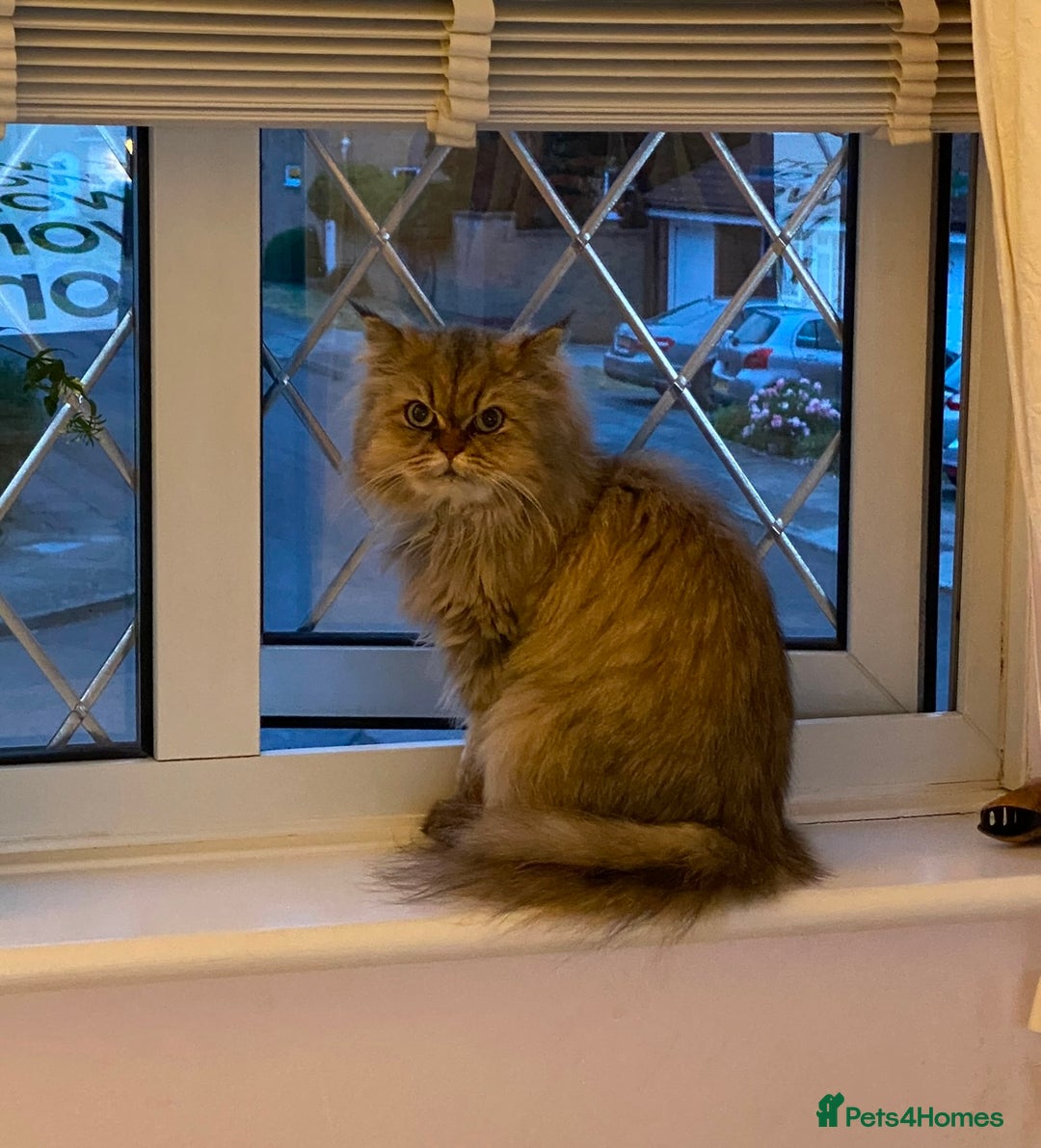 Mixed Breed cats for sale: Chinchilla x Persian female  - Image 2