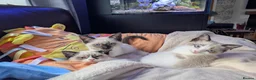 Ragamese cats for sale: Jazmine - Advert 9