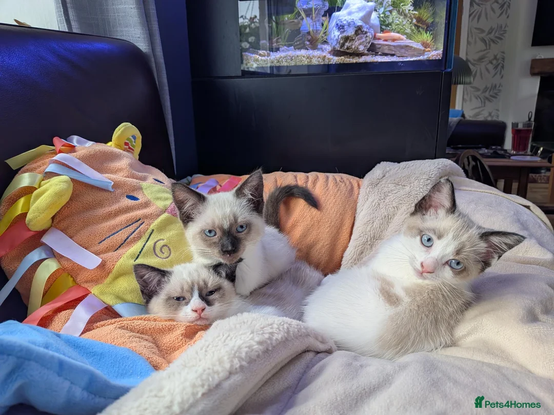 Ragamese cats for sale: Jazmine - Advert 9
